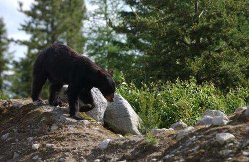 Researchers call for increased conservation efforts to save black bears
