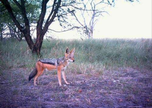 Scientists at work: catching hyaenas on camera for conservation