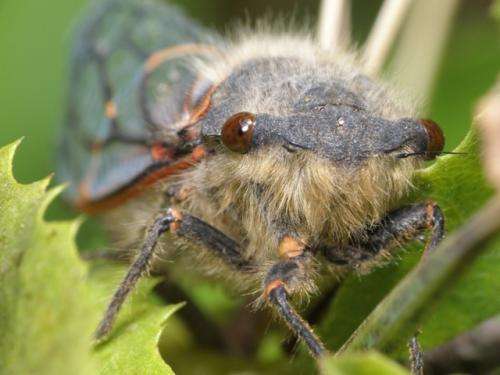 University of Montana cicada study discovers 2 genomes that function as 1