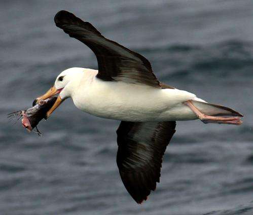 $200 bird scaring line for trawlers can cut albatross deaths by over 90 percent