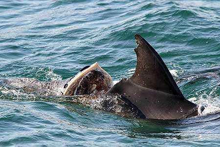 Boaties need to be mindful of dolphins