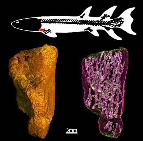 Earliest evidence of limb bone marrow in the fin of a 370 million year old fish