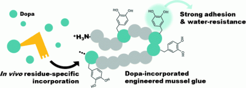 Incorporation of DOPA into engineered mussel glue proteins