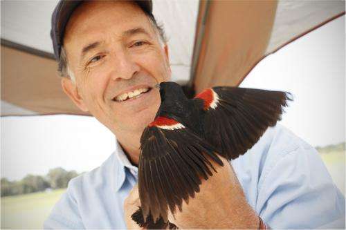 Survey says‘California’s blackbird in sharp decline