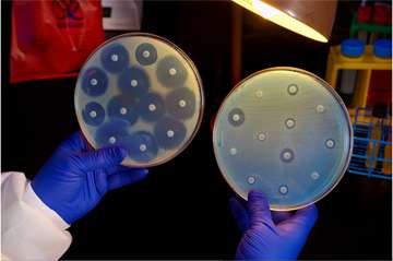 Scientists reveal how penicillin deals bacteria a devastating blow – work that may lead to new antibiotics