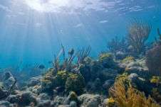 Researchers reveal how ocean bacteria use light to grow
