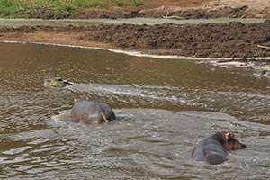 Researchers use autonomous airboats to monitor hippo dung in Kenya's Mara River Basin