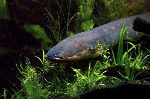 Scientists find the shocking truth about electric fish