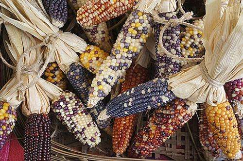 Study reveals troubling loss in Mexico’s maize genetic diversity