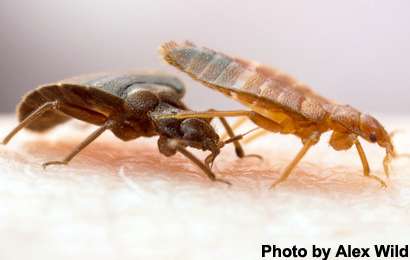 Researchers compare efficacy of 'natural' bed bug pesticides
