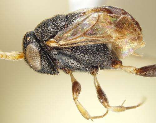 Researchers find unique fore wing folding among Sub-Saharan African ensign wasps