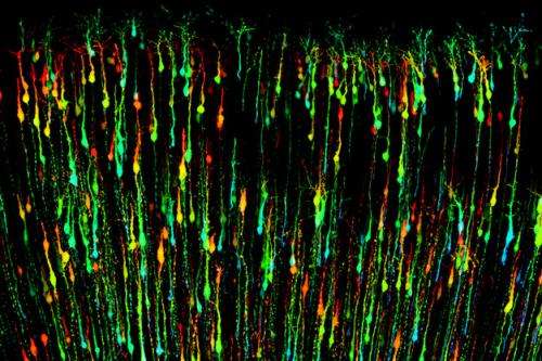 Researchers pinpoint protein hub necessary for proper brain development