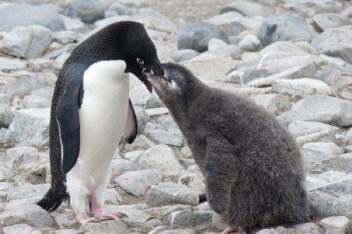 University of Delaware study connects penguin chick weights to local weather conditions