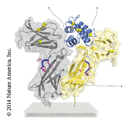 A closer look into the TSLP cytokine structure