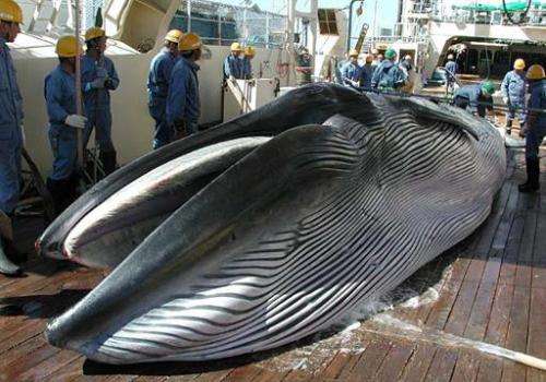 A handout picture taken by Japan's Institute of Cetacean Research (ICR) in 2013 shows a Bryde's whale on the deck of a Japanese 