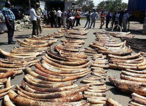 A Kenya Wildlife Services photo shows ivory seized at Mombasa port on July 8, 2013