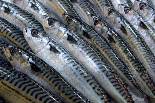 A picture taken on February 13, 2014 in Bordeaux, western France, shows mackerels at a fish shop