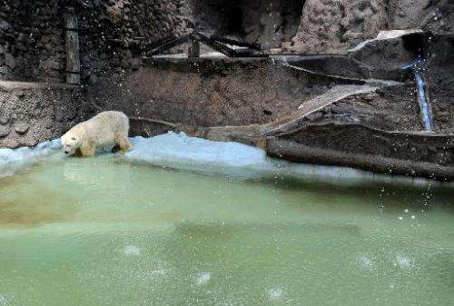 Arturo, the only polar bear in Argentina, seen in captivity at a zoo in Mendoza, 1,050 km west of Buenos Aires, on February 5, 2