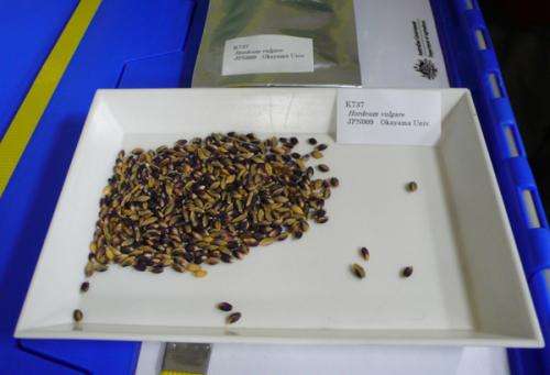 Barley seeds  preserved in Svalbard Global Seed Vault