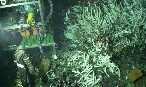 Biologist studies microbes 2,500 meters down on the sea floor