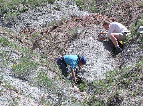 Burrowing dinosaurs to be featured in new exhibit