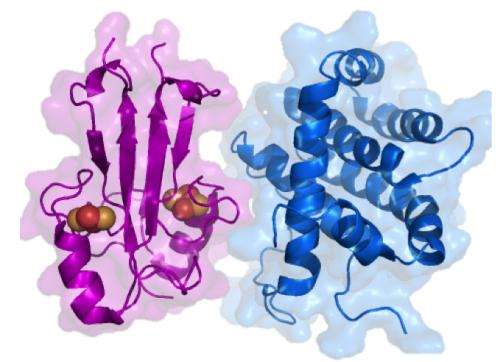 Cancer researchers find key protein link