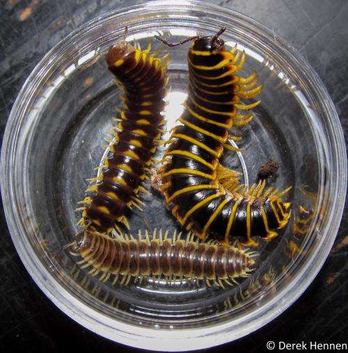 Capturing beautiful millipedes in Ohio
