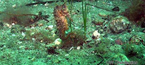 Citizen scientists spot rare seahorse in Canadian waters