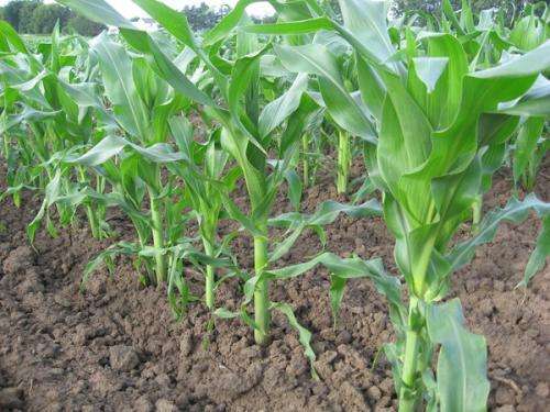 Collaboration yields new organic sweet corn variety