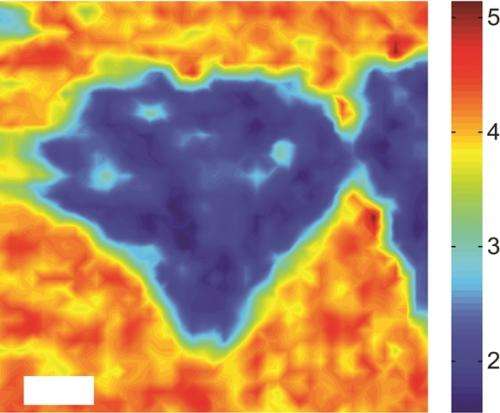 Competition for graphene: Researchers demonstrate ultrafast charge transfer in new family of 2-D semiconductors