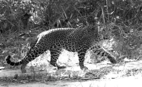 Conservation targeting tigers pushes leopards to change
