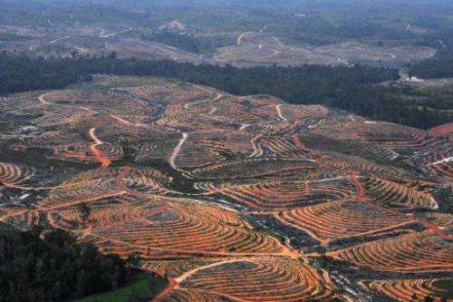 Deforestation in the concession of Karya Makmur Abadi that is being developed for a palm oil plantation, in East Kotawaringin, I