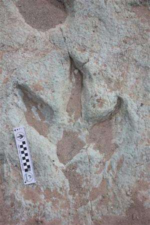 Dinosaur footprints set for public display in Utah