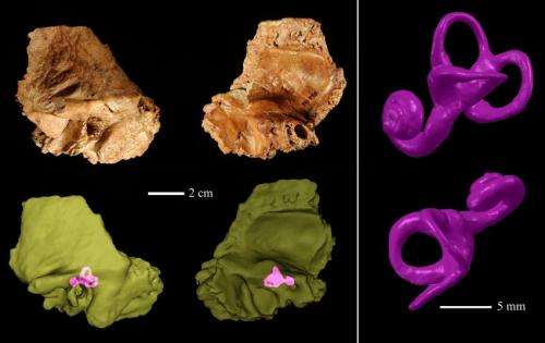 Discovery of Neandertal trait in ancient skull raises new questions about human evolution