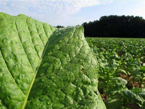 Ebola puts focus on drugs made in tobacco plants