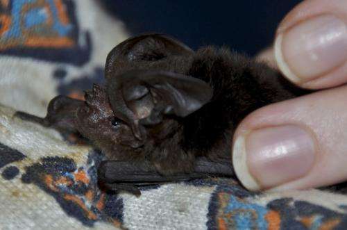 'Extinct' bat rediscovered after 120 years in the wilderness