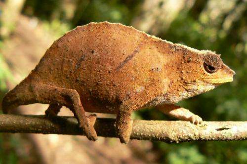 Four chameleon species discovered in Mozambique’s ‘sky islands’