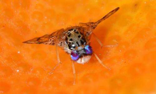 Genetically engineered fruit flies could save crops