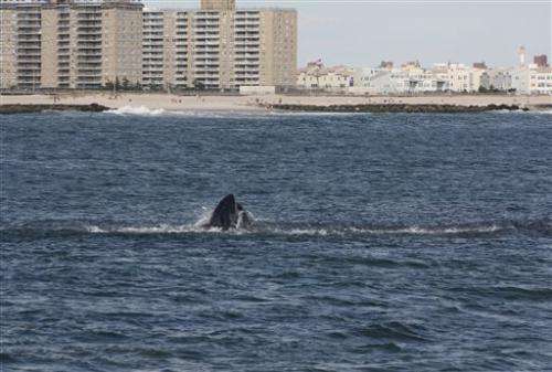 Humpback whales increasing in waters near NYC