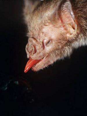 Researchers find vampire bats have limited capacity to taste bitter substances