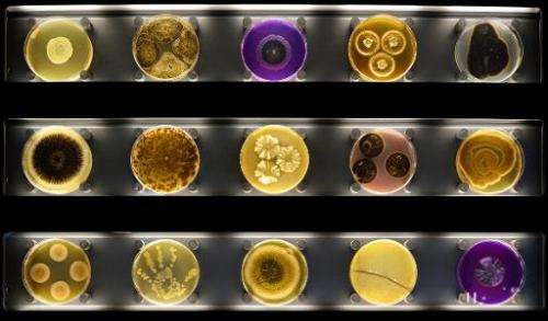 In this undated photo released by Micropia on September 30, 2014, Petri dishes are displayed with microbes growing in them, on d