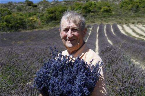 Lavender farmers rebel against EU chemical rules
