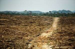 Making progress on deforestation