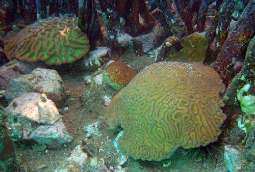 Mangroves protecting corals from climate change