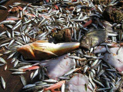 Mediterranean fish stocks show steady decline
