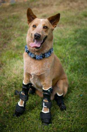 More vets turn to prosthetics to help legless pets