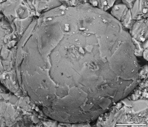 MU researchers find rare fossilized embryos more than 500 million years old