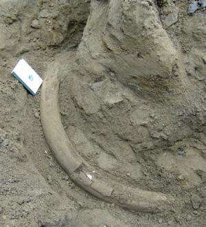 Museum hopes to excavate Seattle mammoth tusk