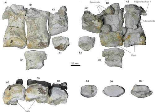 New Material from the Miocene of Ningxia (Western China) Reveals Life History of Platybelodon