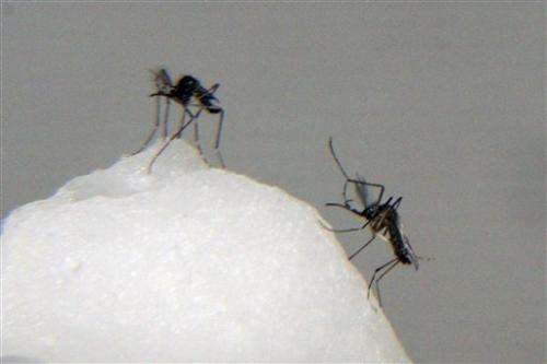 拉丁美洲的新蚊媒病毒传播
